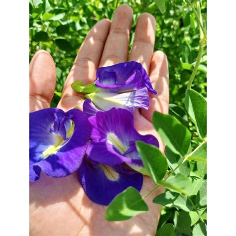 Jual Teh Bunga Telang Butterfly Pea Flower Tea Shopee Indonesia