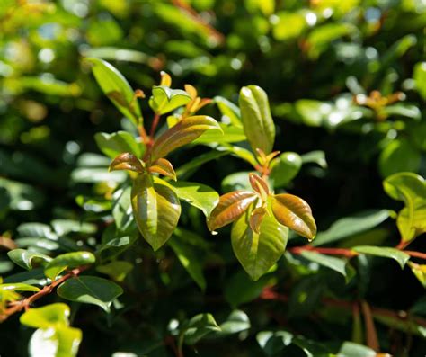 thicken  lilly pilly hedge  strategies yard work