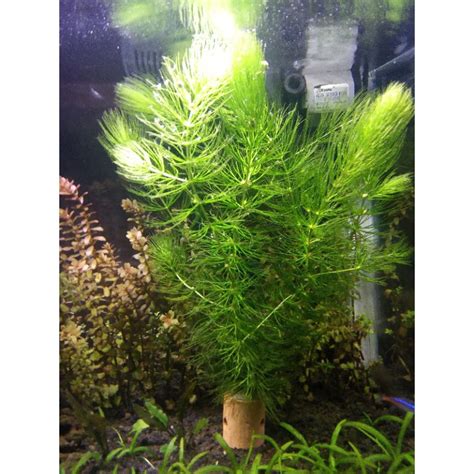 Jual Ganggang Hydrilla Hornwort Tanaman Aquascape Dengan Pot Shopee