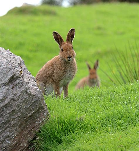 Wild Hares Irish Hares In A Field In County Kerry Irelan Flickr