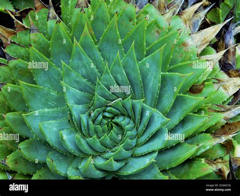 Aloe Vera cactus plant from tropical climates, Ventnor Botanical ...