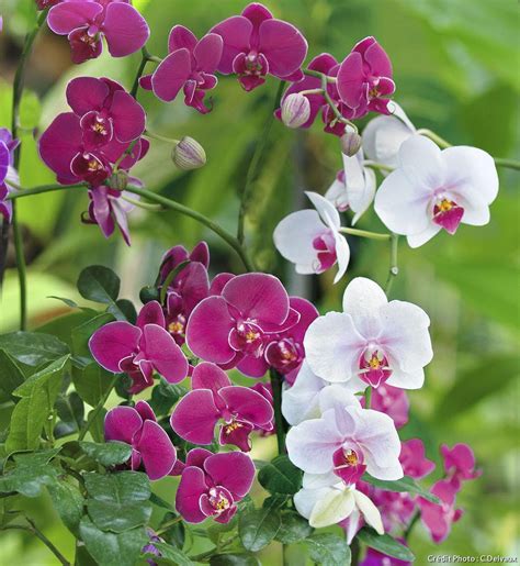 Orchidées Des Phalaenopsis Vraiment étonnantes