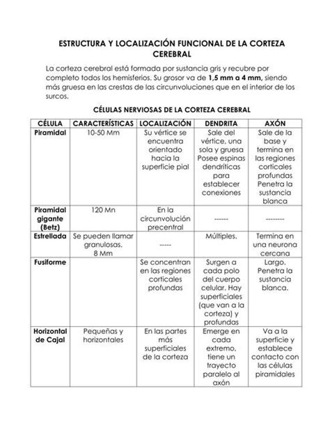 Estructura y localización funcional de la corteza cerebral uDocz