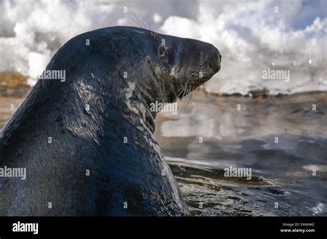 Hooked Nosed Sea Pig Hi Res Stock Photography And Images Alamy