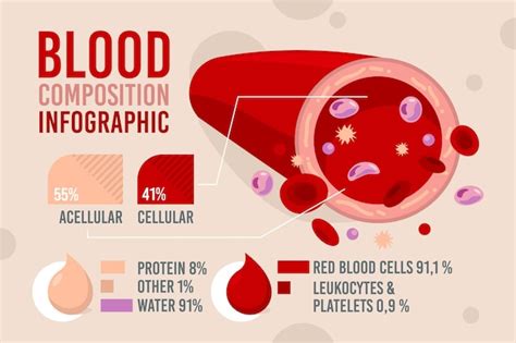 Composition Of Blood Flow Chart