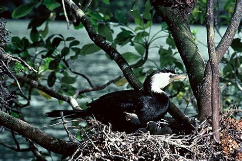 Little shag nesting – Shags – Te Ara Encyclopedia of New Zealand