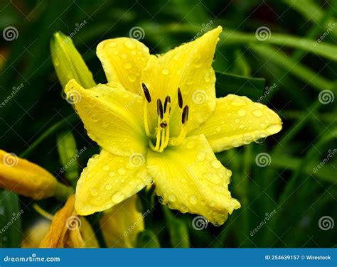 Toma De La Flor Diurna Imagen De Archivo Imagen De Hermoso 254639157