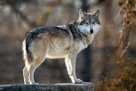 25 Years of Lobo Recovery (NFTF) - Project Coyote