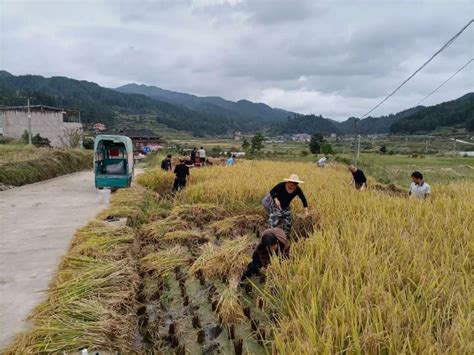 秋季助农抢收进行时澎湃号·政务澎湃新闻 The Paper