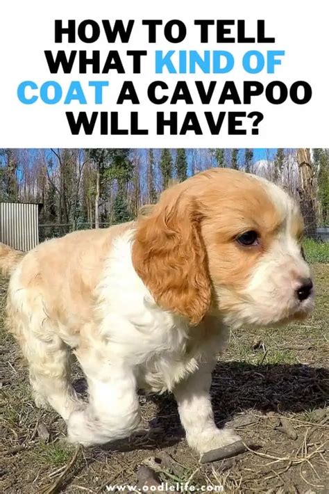 How To Tell What Coat Your Cavapoo Will Have Oodle Life