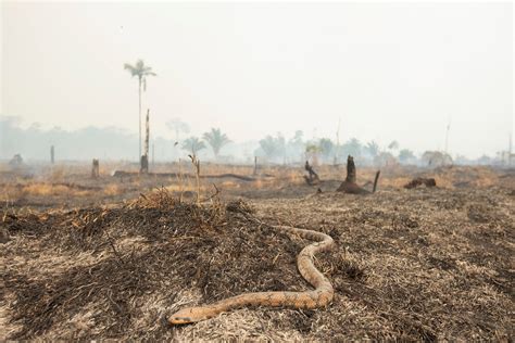 The Amazon Rainforest Is Being Burned At A Rapid Rate So What Are We