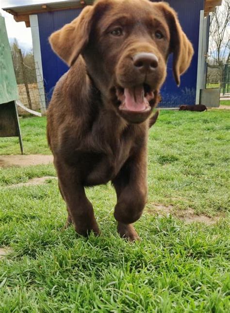 ČOKOLADNI SMEĐI i ŽUTI ŠTENCI LABRADOR RETRIVERA VRHUNSKO LEGLO