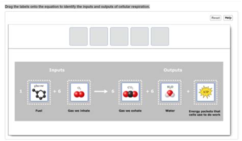 Chapter Nutrition Metabolism And Energy Balance Flashcards Quizlet