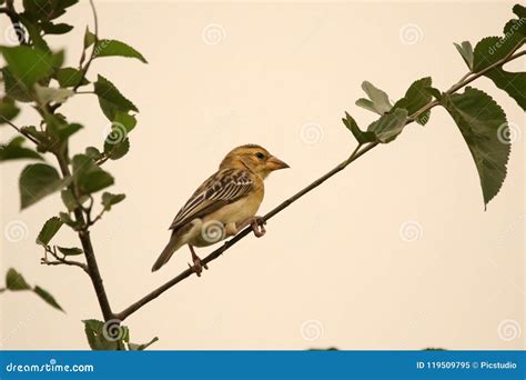 Baya bird stock image. Image of avian, white, baya, tree - 119509795