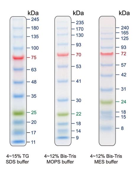 Nacalai Usa Inc Product Prestained Protein Ladder Broad Range