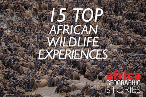 15 top African wildlife experiences - Africa Geographic