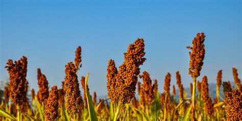 Are Millets a Superfood? — retufoods.com