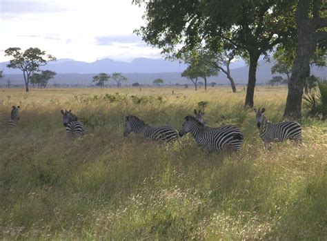 5 Days Mikumi National Park And Udzungwa Mountain Wonders Of