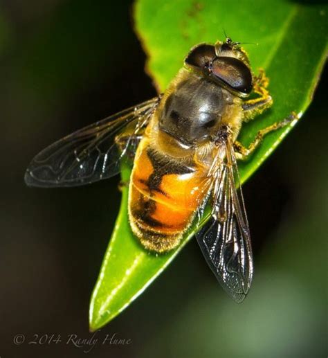 hoverfly - Learn About Nature