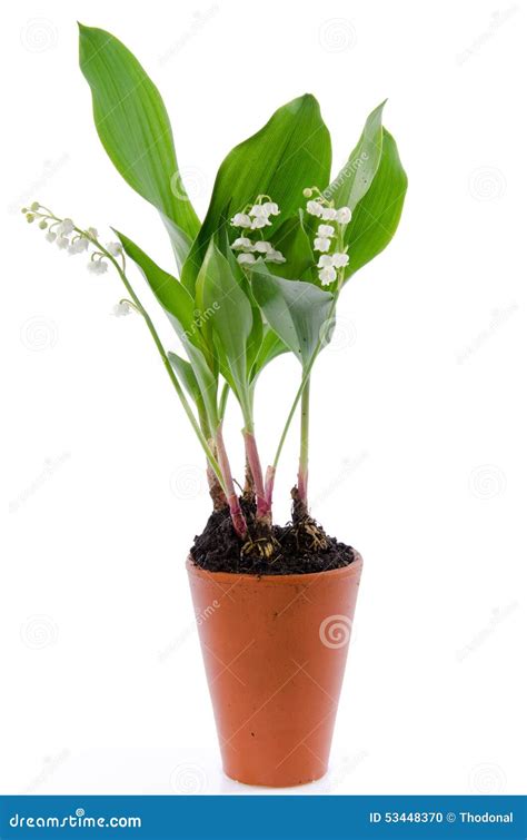 Lily Of The Valley In A Pot Stock Photo Image Of Season Floral 53448370