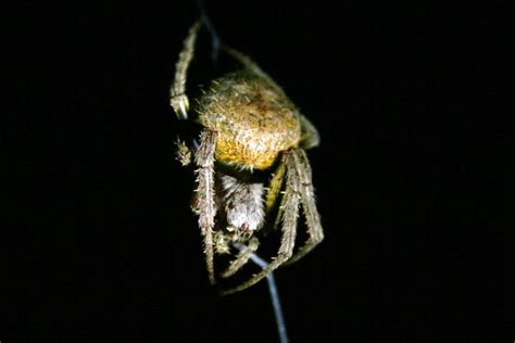 Tropical Orb Weaver Project Noah