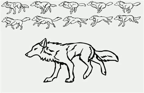 Image detail for -Basic Wolf Run Cylce. Tutorial. Animated by ...