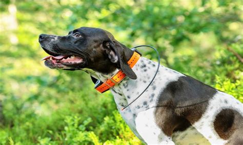 The 10 Best Dog GPS Collars of 2025 – Dog Guide Reviews