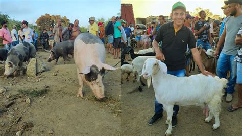 FEIRA DO BODE E PORCO DE JOÃO ALFREDO PE 23 10 2023 SÓ OS MELHORES