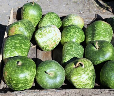 Apple Gourd Seeds Large Ornamental Gourds Green White Big Speckled