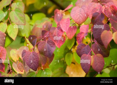 Cercidiphyllum Japonicum Katsura Tree In Early Autumn Stock Photo Alamy