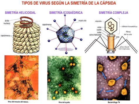 Mapa Mental Virologia