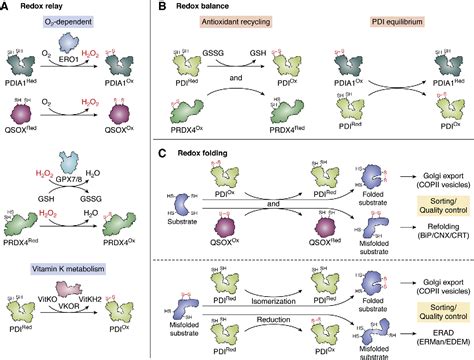 Figure From Critical Roles Of Protein Disulfide Isomerases In