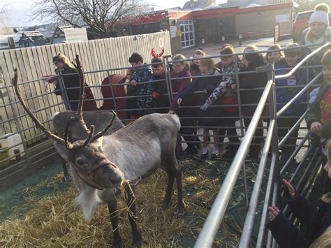 Penistone St Johns On Twitter The Llamas Loved Their Christmas