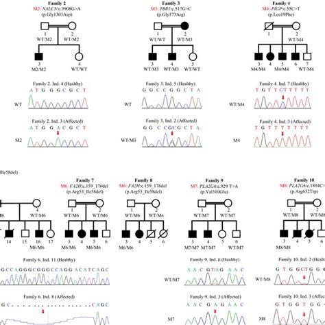 Pedigrees And Genetic Findings In Families With Hereditary Neurological