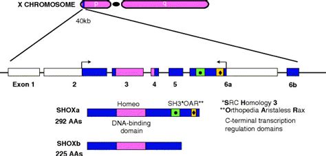 372 Structure Of The Shox Gene And Cdna This Figure Shows The Download Scientific Diagram