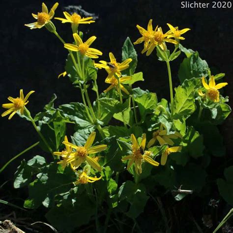 Broad Leaf Arnica Broad Leaved Arnica Daffodil Leopardbane Longleaf