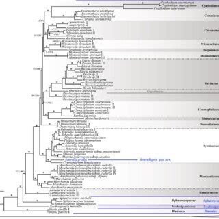 Bayesian Inference Tree Of Marchantiopsida Inferred From The