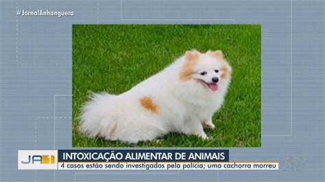 Cachorro morre e três têm intoxicação por suspeita de comer petisco que