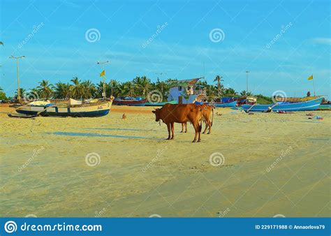 Cow On Betalbatim Beach In South Goa India Editorial Stock Photo