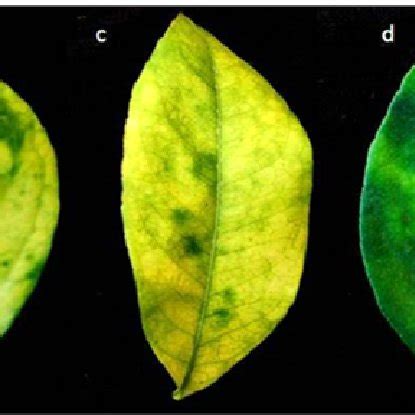 Greening symptoms on different citrus cultivars. (a) Veins yellowing in ...