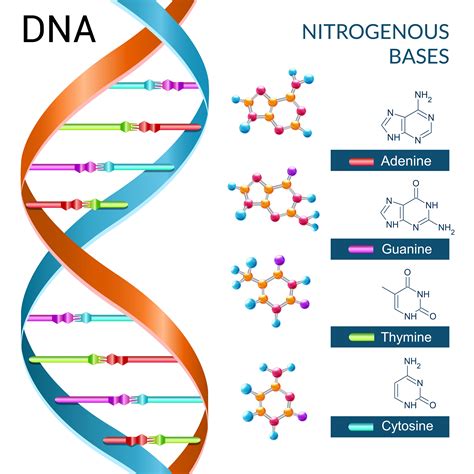 Dna Bases Poster 428047 Vector Art at Vecteezy