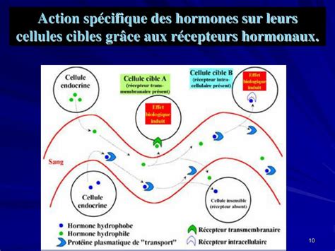 Ppt Hormones Et Syst Me Endocrinien Powerpoint Presentation Free