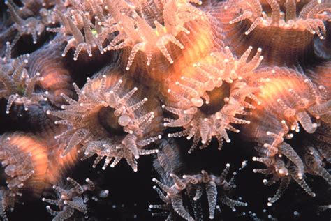 Sanc0205 Coral Polyps On Molasses Reef Florida Keys Natio Flickr