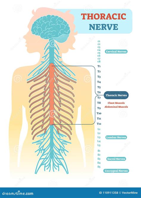 Thoracic Nerve Anatomical Diagram, Medical Scheme Vector Illustration ...