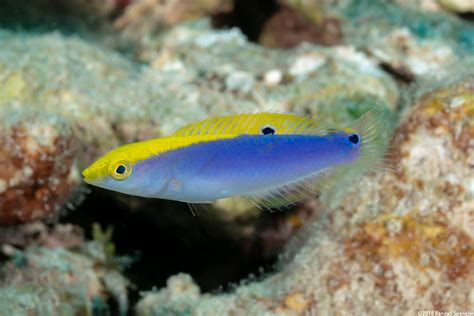 Yellowcheek Wrasse Halichoeres Cyanocephalus Spanglers Scuba