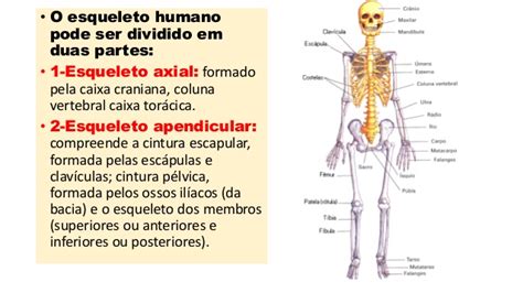 Esqueleto Axial E Apendicular - Sistemas de sustentação esqueleto axial e apendicular - Anatomia Humana I