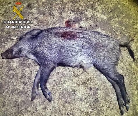 La Guardia Civil Sorprende A Tres Cazadores Furtivos En Dos Actuaciones