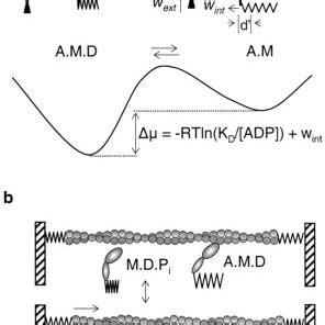 Structural and kinetic representation of the actomyosin ATPase ...