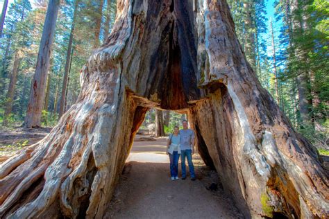 Woodworking Industry News Giant sequoia tunnel tree shattered by ...