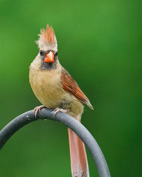 Red Cardinal Bird · Free Stock Photo